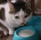 Hungry cat drink milk from blue bowl lick his lips