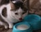 Hungry cat drink milk from blue bowl lick his lips