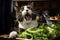 hungry cat in the kitchen asking for food generative ai
