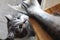 A hungry cat looks at the tail of a fish on the kitchen table. A pet steals food from the table