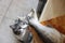 A hungry cat looks at the tail of a fish on the kitchen table. A pet steals food from the table