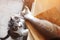 A hungry cat looks at the tail of a fish on the kitchen table. A pet steals food from the table