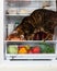 Hungry cat in the refrigerator steals sausage