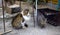 A hungry cat is waiting for him to be fed while sitting on the asphalt on the street.