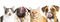 Hungry Cats and Dogs Web Banner