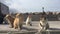 Hungry Cats Meet Fisherman Boat in a Greek Port.