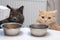 Hungry cats sit near their bowls and wait for food