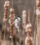 Hungry Chickadee In Action on Cattail