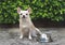 Hungry chihuahua dog sitting on cement floor in the garden with empty dog food bowl