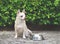 Hungry chihuahua dog sitting on cement floor in the garden with empty dog food bowl,