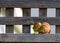 Hungry chipmunk on wood fence