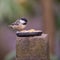 Hungry coal tit eating seeds