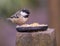 Hungry coal tit eating seeds