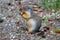 Hungry Columbian Ground Squirrel: Portrait shot of an eating squirrel