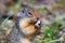 Hungry Columbian Ground Squirrel: Portrait shot of an eating squirrel