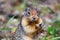 Hungry Columbian Ground Squirrel: Portrait shot of an eating squirrel