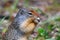 Hungry Columbian Ground Squirrel: Portrait shot of an eating squirrel