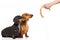 Hungry couple of dachshund with treat