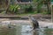 Hungry crocodile jumping to catch chicken meat during feeding time at the mini zoo crocodile farm