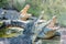 Hungry crocodiles expecting food during feeding time at the mini zoo crocodile farm