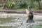 Hungry crocodiles trying to catch piece of chicken meat during feeding show at the crocodile mini zoo and farm