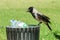 Hungry crow eating garbage from a trash bin