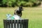 Hungry crow eating garbage from a trash bin