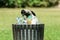 Hungry crow eating garbage from a trash bin