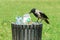 Hungry crow eating garbage from a trash bin