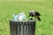 Hungry crow eating garbage from a trash bin