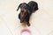 Hungry cute dachshund dog behind food bowl , isolated against the background of the kitchen floor at home looking up to owner and