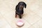 Hungry dachshund dog behind food bowl and raising his paw up, against the background of the kitchen floor at home looking up to ow