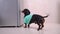 Hungry dachshund dog is running up to the refrigerator, puts his front paws