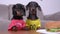 Hungry dachshund dogs smell delicious hamburger on table