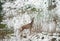 Hungry deer with head in bushes eating bush leaves in winter forest