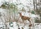 Hungry deer look for food in a forest in winter