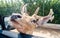 Hungry deer waiting for food through a car window