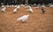 Hungry determined white dove pacing on sand looking for food in a park. Many pigeons and different other birds walking in the