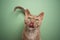 hungry devon rex cat licking lips on green background