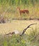 The hungry Dhole stare at the body of Sambar deer