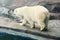 Hungry dirty polar bear in a zoo. Problem of protection of wild animals.