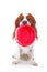 Hungry dog with bowl. Beautiful friendly cavalier king charles spaniel dog. Purebred canine trained dog puppy. Blenheim