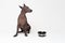 Hungry Dog with a bowl. xoloitzcuintli, Mexican Hairless Dog, waiting and looks up to have his bowl filled food on white backgroun