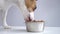 Hungry dog jack russell terrier eating dry food iron plate on a white background