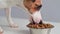 Hungry dog jack russell terrier eating dry food iron plate on a white background