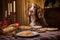 hungry dog staring longingly at a plate of food