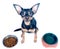 Hungry dog, toy terrier, chihuah in front of bowls with food and