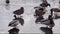 Hungry ducks standing on an ice floe
