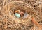 Hungry Eastern Bluebird Sialia sialis hatchling in a nest