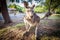 Hungry eastern grey kangaroo.